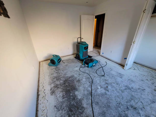 Best Mold removal after water damage  in New Brockton, AL