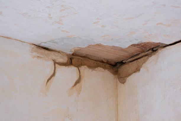 Best Local water damage restoration  in New Brockton, AL