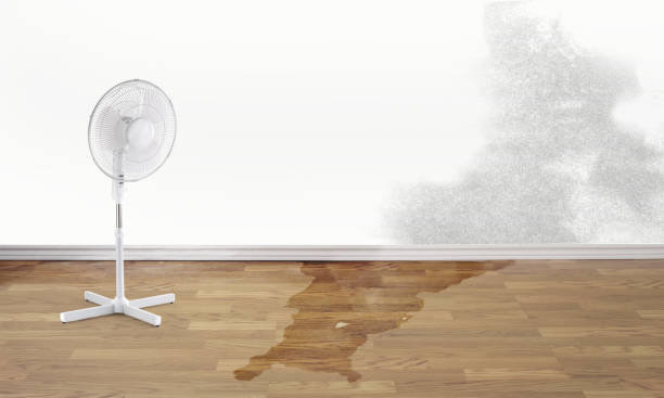Best Water damage restoration near me  in New Brockton, AL